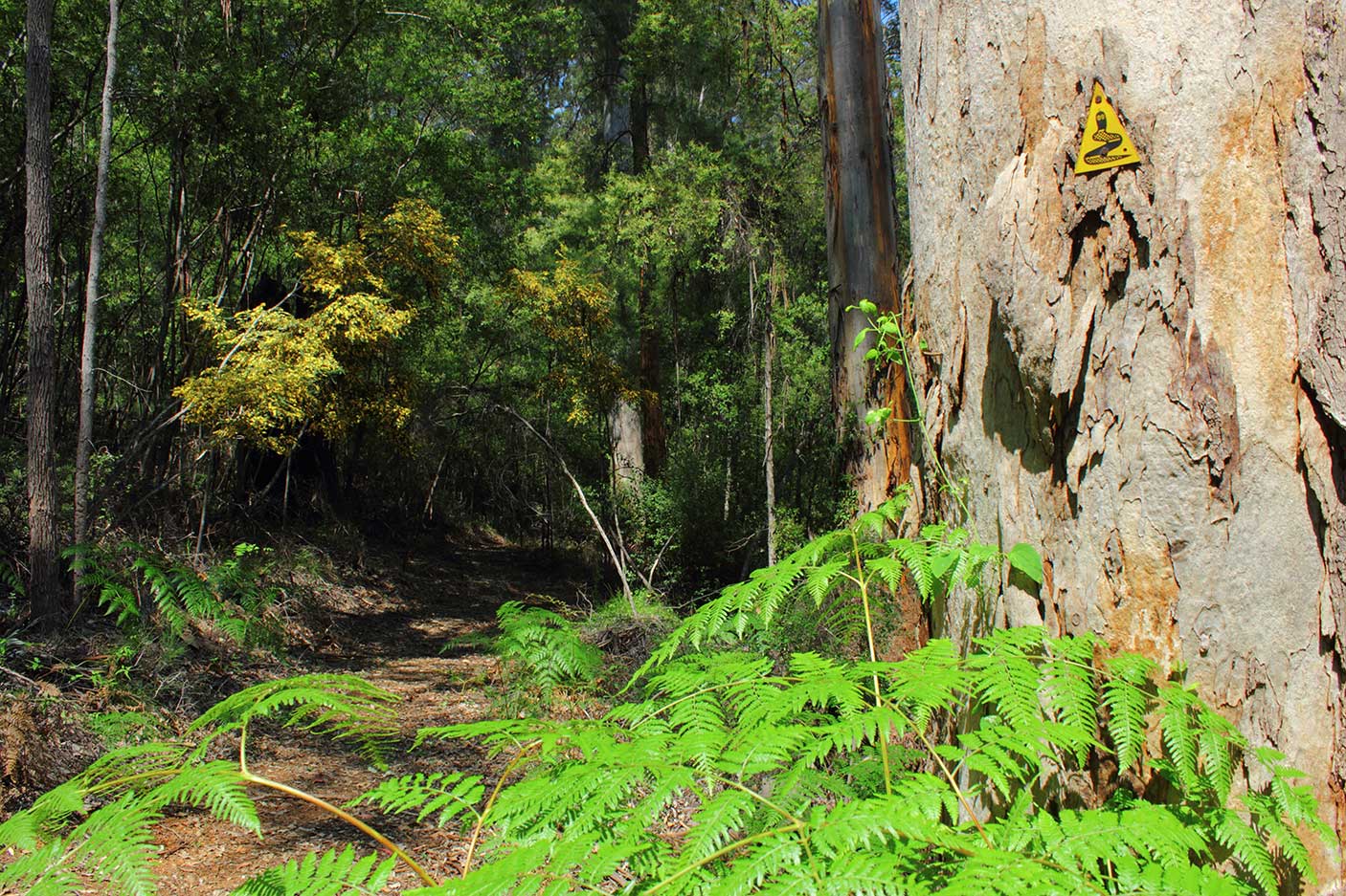 西澳大利亚Beedelup国家公园Bibbulmun步道，有路标