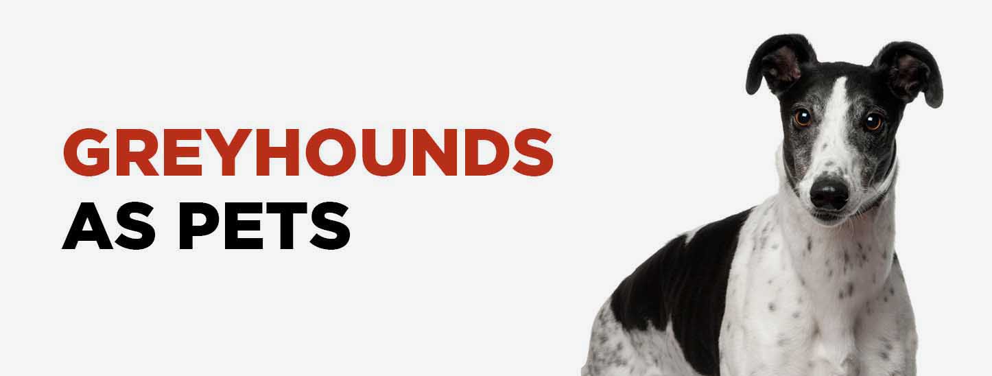 Grehounds作为宠物