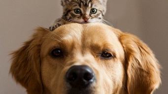 一只猫坐在狗的头上