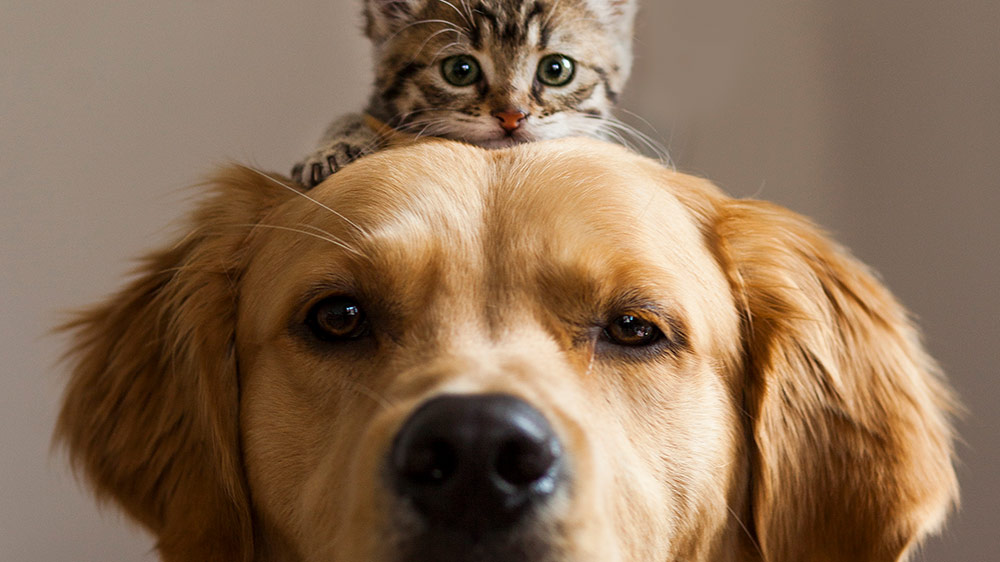 一只猫坐在一只狗的头上