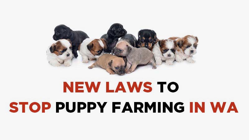 新法律禁止在西澳养狗。一群小狗的图片。
